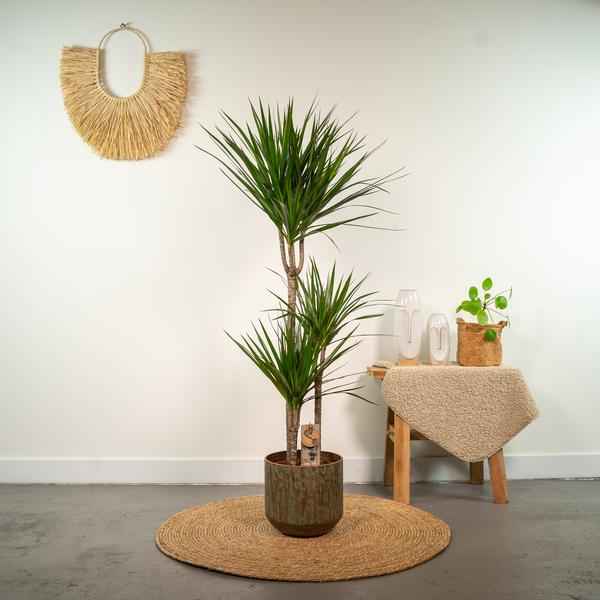 Image of Drachenbaum Dracaena Marginata – Zimmerpflanze – Ø21cm x ↕120cm – Tropische Grünpflanze mit luftreinigend – Pflegeleicht