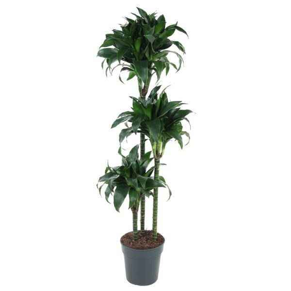Image of Drachenbaum – Dracaena Tatuade 140cm – Ø24cm – Zimmerpflanze mit grün – weißen Blättern-0
