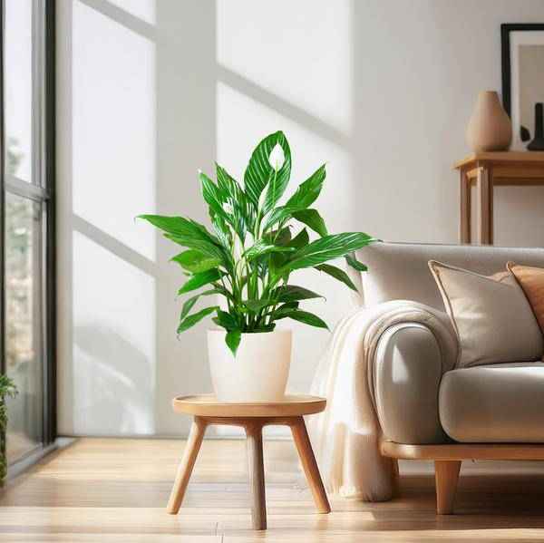 Image of Spathiphyllum Sweet Lauretta – Scheidenblatt – Zimmerpflanze inkl. Übertopf – ↕80cm – Ø21cm – Friedenslilie mit eleganten weißen Blüten