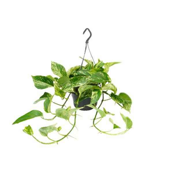 Image of Efeutute Marble Queen – Epipremnum Scindapsus – Ø15cm x H25cm – Zimmerpflanze mit weiß – grüner Blattmusterung – Pflegeleicht – Für hellen Standort