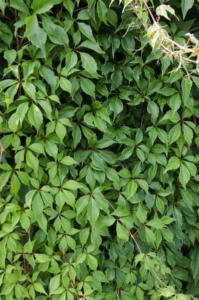 Image of Wilder Wein Parthenocissus quinquefolia ‘Engelmannii’ Kletterpflanze Ø15cm ↕65cm – winterharte Pflanze für Garten, Balkon, Terrasse, Kübel & Beet