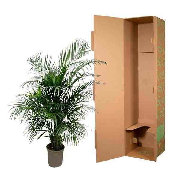 Image of Goldfruchtpalme – Dypsis Lutescens – Areca – Palme – Zimmerpflanze 150cm – Ø24cm – Tropische Grünpflanze mit eleganten Wedeln – Pflegeleicht