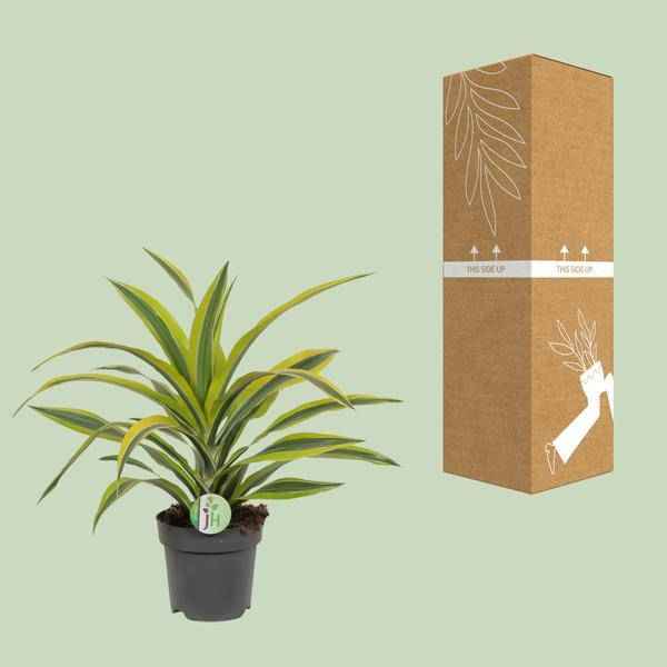 Image of Drachenbaum Dracaena Lemon Lime – Ø17cm H40cm – Pflegeleichte Zimmerpflanze mit gestreiftem Laub – Luftreinigend – Für Halbschatten – Im Pflanztopf-2