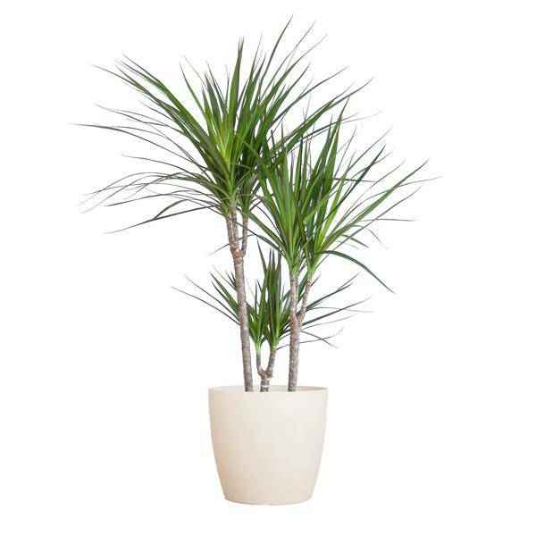 Image of Dracaena Marginata – Drachenbaum – Zimmerpflanze – ca. 95cm hoch – Ø21cm – inkl. nachhaltigem Viber Übertopf Weiß-0
