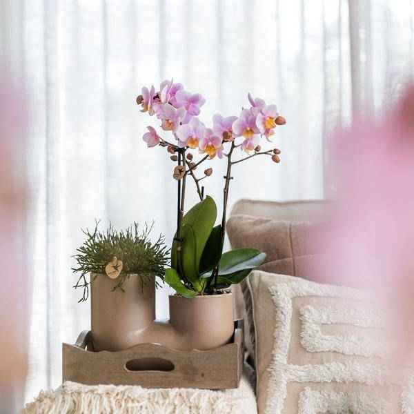 Image of Rosa Orchidee Andorra & Sukkulente Set Zimmerpflanze Ø9cm – pflegeleichte Sukkulente für Wohnzimmer, Büro & helle Standorte kaufen-1