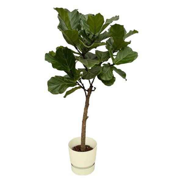 Image of Ficus Lyrata – Geigenfeige – 160cm hoch – Zimmerpflanze im Topf Greenville Weiß Ø30cm – Große XXL-Pflanze mit glänzenden Blättern – Elegante & pflegeleichte Grünpflanze für Wohnzimmer, Büro & Wintergarten