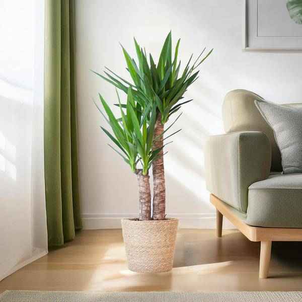 Image of Yucca Elephantipes – Riesen – Palmlilie – Zimmerpflanze – 90cm hoch – Ø21cm – inkl. Naturkorb – pflegeleicht, robust, dekorativ-2