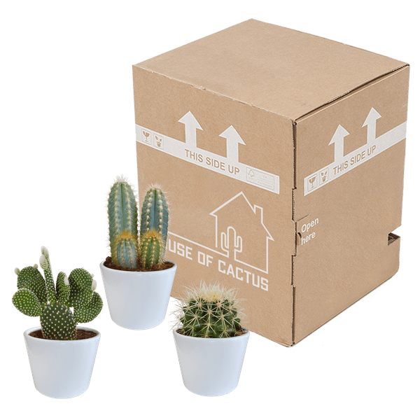 Image of Sukkulenten & Kakteen Mix 3 Pflanzen Ø10,5cm – pflegeleichtes Pflanzen Set für Urban Jungle, Fensterbank, Wohnzimmer & Büro-2
