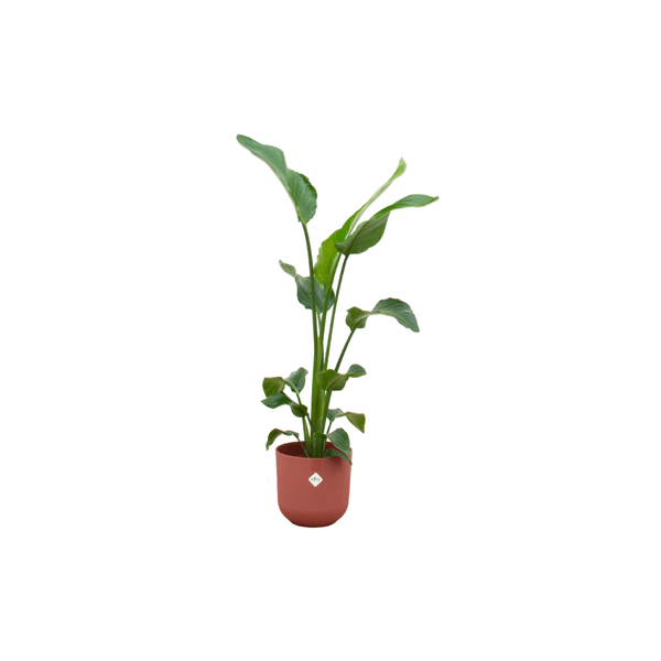 Image of Strelitzia Nicolai – Baum – Strelitzie – Zimmerpflanze ca. 100cm Ø23cm – inkl. Übertopf – Paradiesvogelblume für Wohnzimmer, Büro & Wintergarten-0