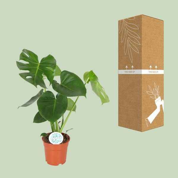 Image of Fensterblatt Monstera Minima Zimmerpflanze Ø17cm ↕55cm – pflegeleichte Grünpflanze für Wohnzimmer, Büro & helle Standorte kaufen-2