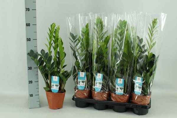 Image of Glücksfeder Zamioculcas Zimmerpflanze Ø14cm ↕65cm – pflegeleichte Grünpflanze für Wohnzimmer, Büro & helle Standorte kaufen-0