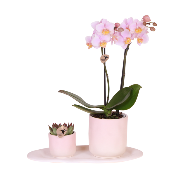 Image of Rosa Orchidee Phalaenopsis Andorra & Sukkulente im Keramik – Topf inkl. Tablett – Pflanzenset Valentine Gradience Pink-0