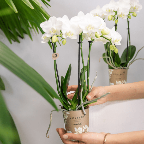 Image of Weiße Phalaenopsis Orchideen – Amabilis – 2 Pflanzen – Blühende Zimmerpflanze Ø9cm – Multiflora – Orchidee mit 2-3 Zweigen