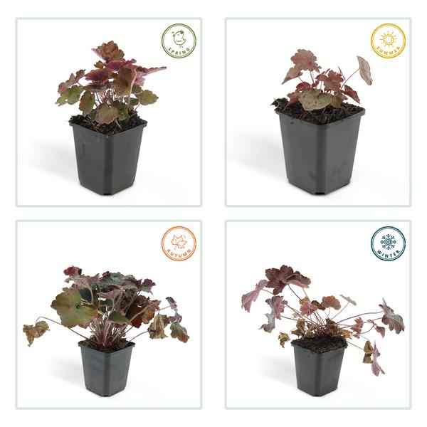 Image of Heuchera mic. 'Palace Purple' – Rotblättriges Silberglöckchen – Ø9cm – ↕10-25cm – 12 Pflanzen – Schattengarten & bienenfreundlich