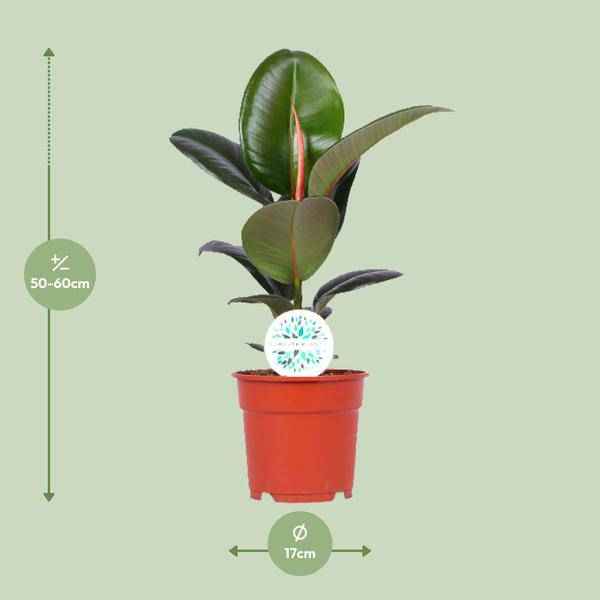 Image of Gummibaum Ficus Elastica Robusta Zimmerpflanze Ø17cm ↕55cm – pflegeleichte Grünpflanze für Wohnzimmer, Büro & helle Standorte kaufen-1