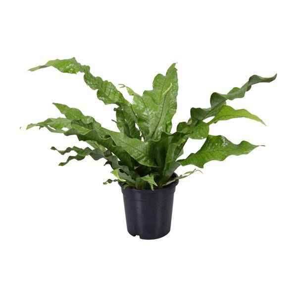 Image of Känguru – Farn – Microsorum Diversifolium – Zimmerpflanze – Ø17cm – ↕45cm – pflegeleichter Farn für Innenräume – Grünpflanze für Zuhause & Büro