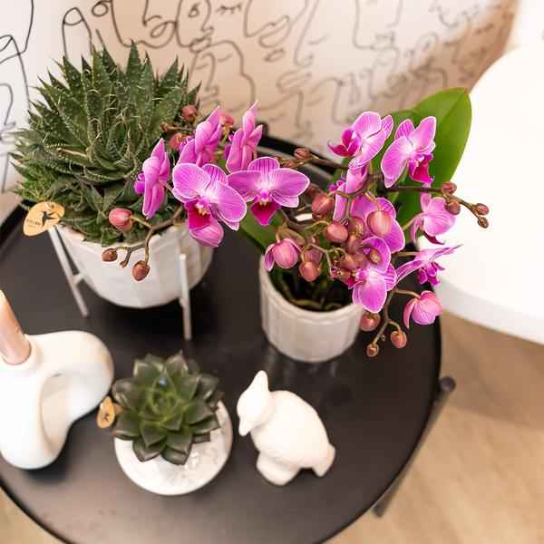 Image of Phalaenopsis – Orchidee Mineral Vienna – Rosa – Ø9cm – Blühende Zimmerpflanze – 2-3 Zweige – Natürliche Farbpracht