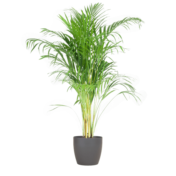 Image of Areca – Palme Dypsis Goldfruchtpalme – Zimmerpflanze ↕100cm Ø21cm – Mit biologisch abbaubarem Viber – Topf Grau