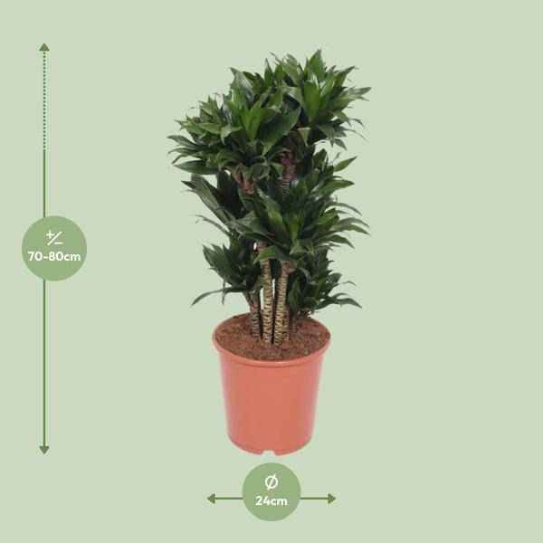 Image of Drachenbaum – Dracaena Compacta – Zimmerpflanze – Ø24cm – ↕80cm – pflegeleichte Luftreiniger-Pflanze für Zuhause & Büro-1