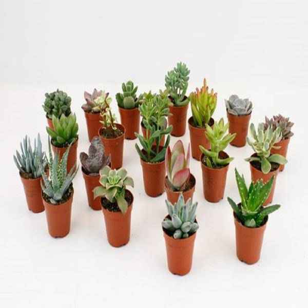 Image of Sukkulenten Mix 20 Pflanzen Ø5,5cm – pflegeleichtes Pflanzen Set für Urban Jungle, Fensterbank, Wohnzimmer & Büro-0