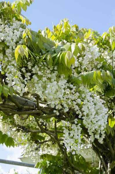 Image of Weißer Blauregen Wisteria floribunda ‘Longissima Alba’ Gartenpflanze Ø15cm ↕65cm – winterharte Pflanze für Garten, Balkon, Terrasse, Kübel & Beet