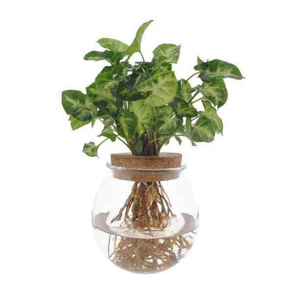 Image of Purpurtute Syngonium Pixie – Hydroponische Zimmerpflanze – Ø12cm – 30cm Höhe – dekoratives grünes Laub – Pflegeleicht