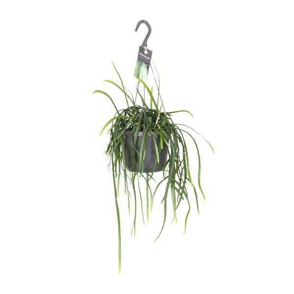 Image of Blattkaktus Lepisium Bolivianum – Ø17cm – ↕40cm – Pflegeleichte Zimmerpflanze & Sukkulente – Dekorativer Kaktus für Wohnzimmer, Büro & Wohnräume-0