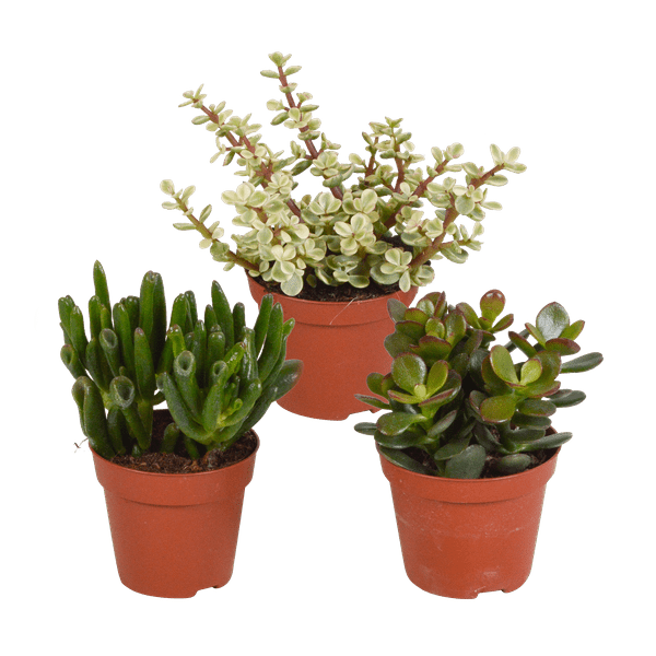 Image of Dickblatt Crassula Mix – 3 Zimmerpflanzen – Ø8,5cm – Sukkulenten Mischung in verschiedenen Formen & Farben – pflegeleicht & dekorativ-0