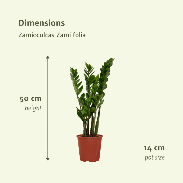 Image of Glücksfeder – Zamioculcas zamiifolia – Smaragdpalme – 2 Pflanzen – Ø14cm – Höhe ca. 50cm – Pflegeleichte Zimmerpflanzen für Büro & Zuhause-3