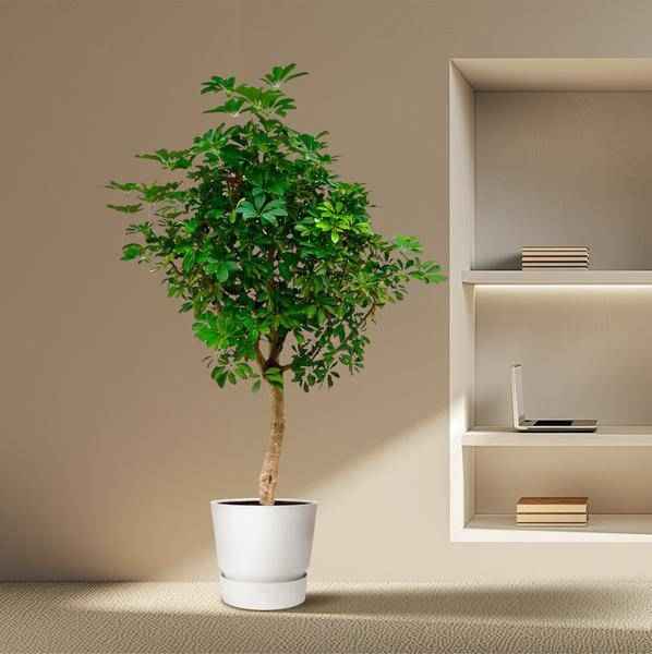 Image of Strahlenaralie – Schefflera auf Stiel – Zimmerpflanze 210cm – Ø45cm – Immergrüne XXL – Grünpflanze mit handförmigen Blättern – Pflegeleicht