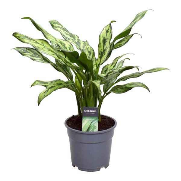 Image of Aglaonema Juliette – Kolbenfaden – Zimmerpflanze – Tropische Blattschmuckpflanze – Pflegeleicht – Exotische Dekopflanze – ↕40cm – Ø12cm