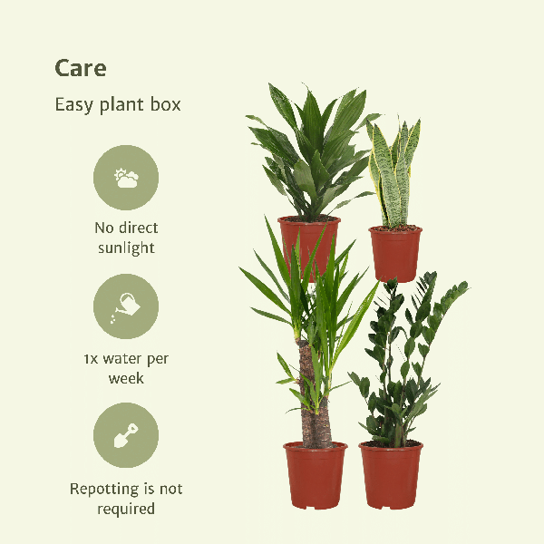 Image of Pflanzkasten Easy – 4 pflegeleichte Zimmerpflanzen – Sansevieria, Yucca, Zamioculcas & Dracaena – Verschiedene Höhen 40-85cm – Ø14 – Ø17-4