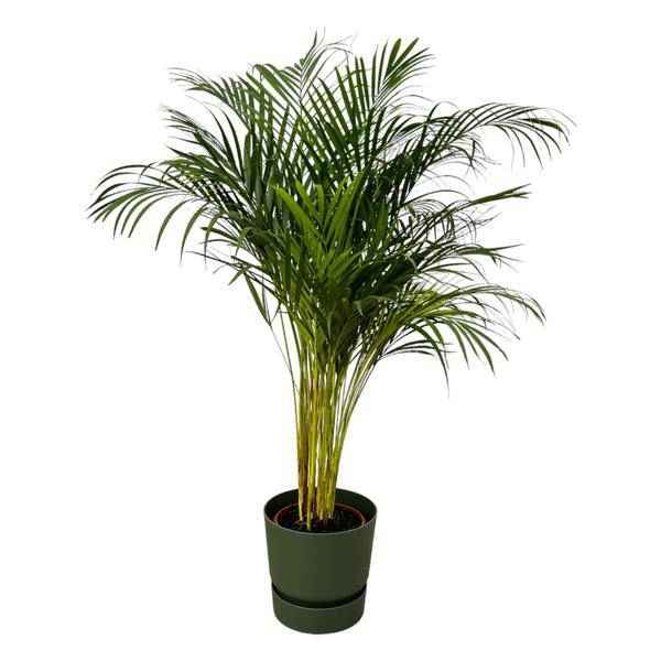 Image of Areca Palme – Betelpalme – Zimmerpflanze ca. 130cm – Ø24cm – inkl. Pflanzgefäß Greenville Grün D30xH28-0