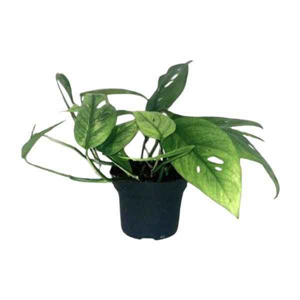 Image of Efeutute Epipremnum Cebu Blue – Ø12cm – ↕20cm – Seltene Zimmerpflanze mit blaugrünem Blattwerk – Pflegeleichte & luftreinigende Rankpflanze für Wohnzimmer & Büro