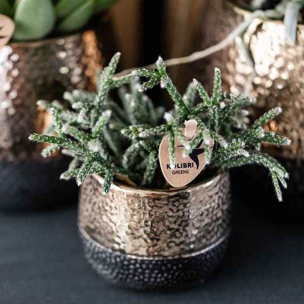 Image of Keramik Blumentopf Kupfer – Mini – Pflanztopf Ø6cm – Glänzender Übertopf für kleine Zimmerpflanzen, Sukkulenten & Kakteen