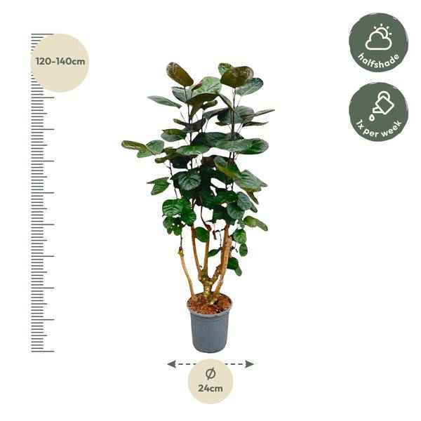Image of Fiederaralie – Polyscias Fabian – Zimmerpflanze – 130cm – Ø24cm – Elegante Grünpflanze mit runden Blättern-1