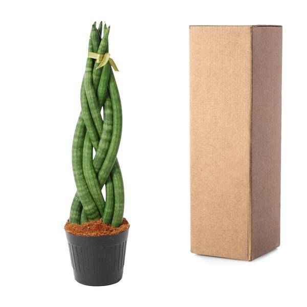Image of Sansevieria cylindrica Twist – Bogenhanf – pflegeleichte Zimmerpflanze – luftreinigend – ↕40cm – Ø10,5cm-2