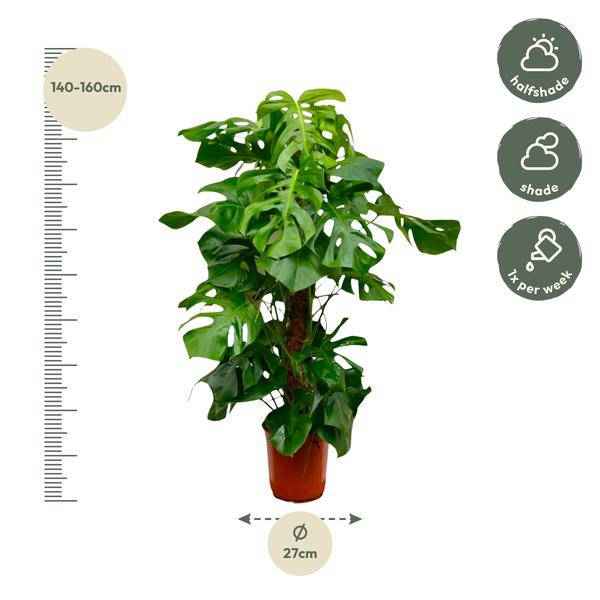 Image of Monstera Deliciosa – Köstliches Fensterblatt – Zimmerpflanze 140cm – Ø24cm – Tropische XXL – Pflanze mit großen grünen Blättern – Pflegeleicht-2