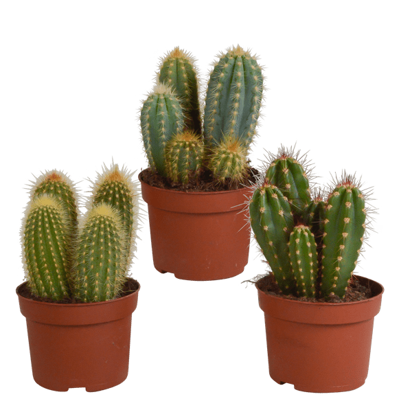 Image of Cereus Mix – 3 Zimmerpflanzen – Ø10,5cm – Verschiedene Säulen – & Stabkakteen – Pflegeleichte Kakteen im Mix