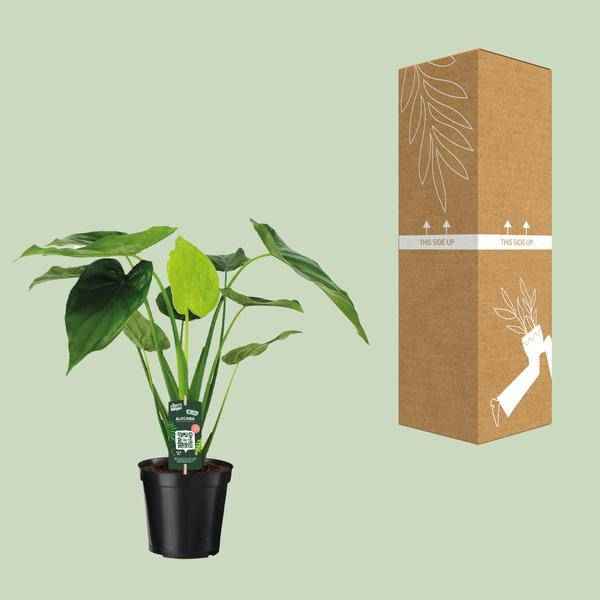 Image of Alocasia Cucullata – Elefantenohr – Ø19cm x H55cm – Tropische Zimmerpflanze mit großen grünen Blättern – Pflegeleicht & dekorativ