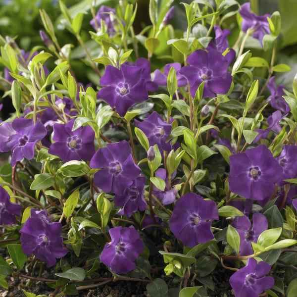 Image of Immergrün – Vinca minor 'Atropurpurea' – ↕10-25cm – Ø9cm – 60 Pflanzen – Lila Bodendecker – Sonne & Schatten – Pflegeleicht