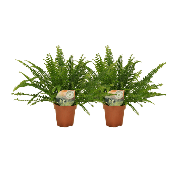 Image of Nephrolepis Krausfarn – 2 Pflanzen – ca. 30cm hoch – Ø12cm – Zimmerpflanzen mit gefiederten Blättern – Pflegeleichte Farne für Wohnzimmer & Büro