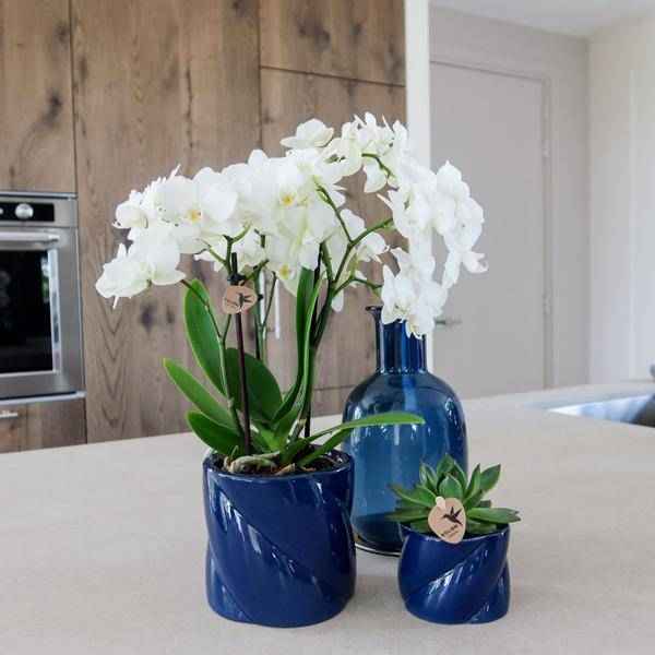 Image of Candy Dekotopf Blau Ø9cm – runder Keramik Übertopf in frischem Blau – fröhliches Design für Orchideen & Zimmerpflanzen-3