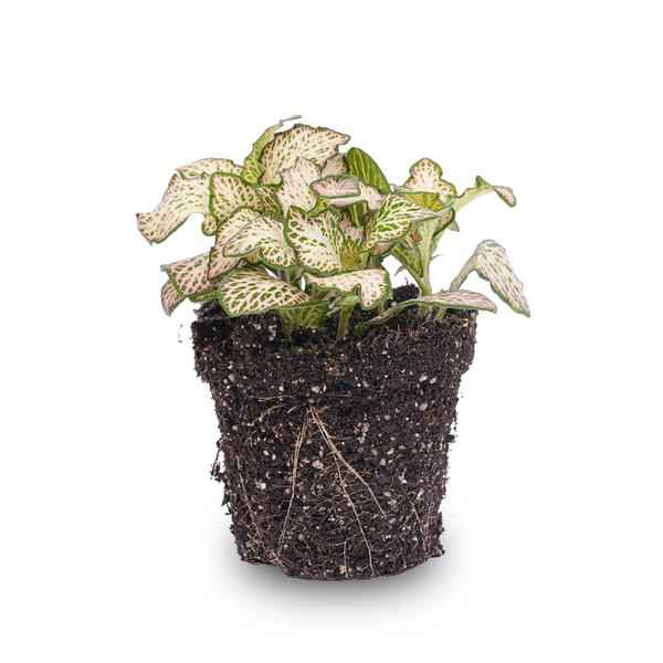 Image of Fittonia Pink Tiger – Mosaikpflanze – Zimmerpflanze – Terrarienpflanze – Ø8,5cm – Tropische Pflanze mit rosa, weißen & grünen Blättern