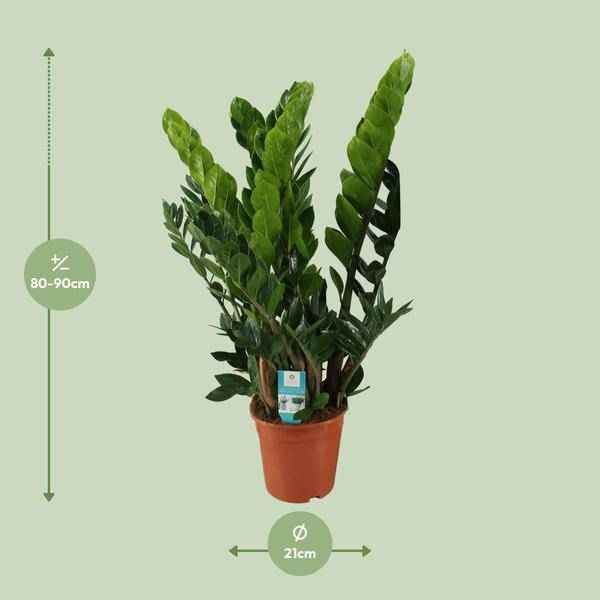 Image of Glücksfeder Zamioculcas Zamiifolia Zimmerpflanze Ø21cm ↕80cm – pflegeleichte Grünpflanze für Wohnzimmer, Büro & helle Standorte kaufen-1