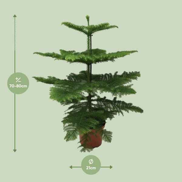 Image of Norfolk-Araukarie (Araucaria Heterophylla) – Zimmerpflanze Ø21cm – 70cm hoch – Luftreinigend, pflegeleicht & dekorativ – Schlankes Design für kleine Räume-1