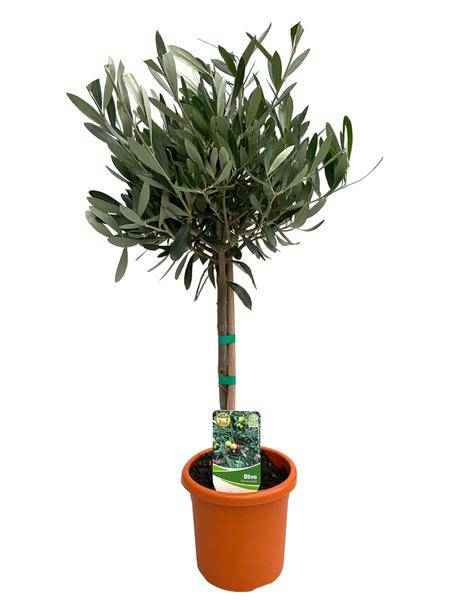 Image of Olivenbaum Olea Europaea – Zimmerpflanze – Ø15cm – Höhe ca. 60cm – Mediterrane, pflegeleichte Grünpflanze – Für Wohn – und Büroräume