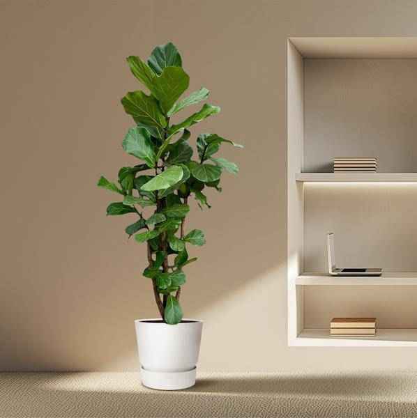 Image of Geigen – Feige – Ficus Lyrata – Zimmerpflanze 200cm – Ø40cm – XXL – Designpflanze mit großen geigenförmigen Blättern – Pflegeleicht-4