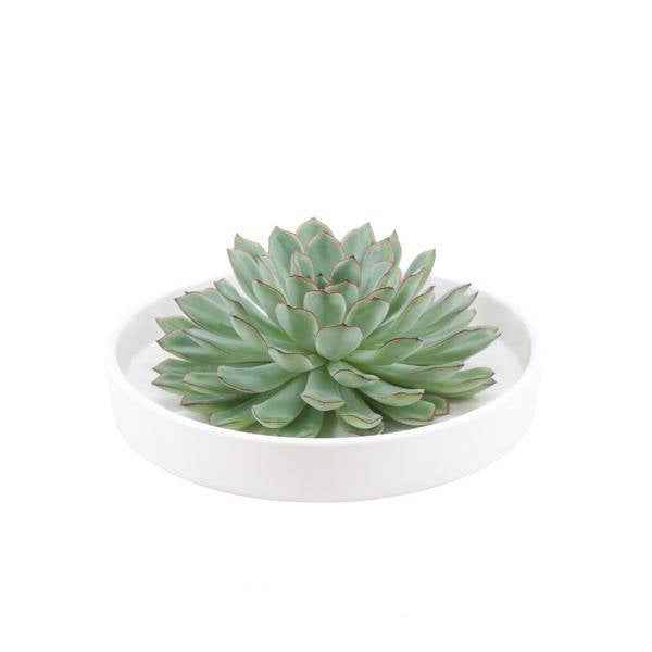 Image of Sukkulente – Echeveria pulidonis Rootless – Ø20cm Schale Weiß – Zimmerpflanze ohne Wurzeln – Pflegeleichte Schnitt-0