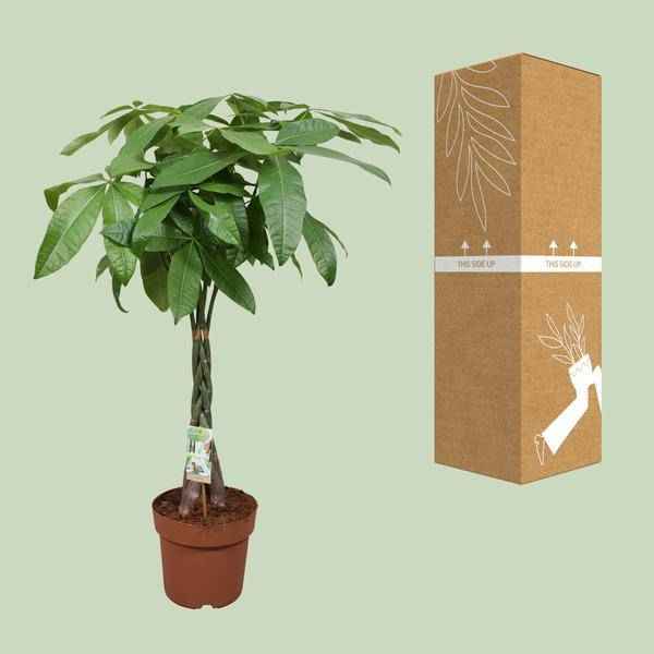 Image of Glückskastanie Pachira Aquatica Zimmerpflanze Ø24cm ↕120cm – pflegeleichte Grünpflanze für Wohnzimmer, Büro & helle Standorte kaufen-2